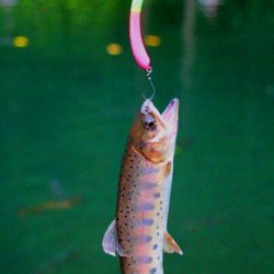 小菅トラウトガーデン 釣果