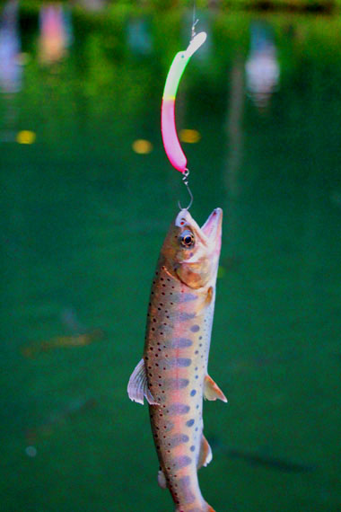 小菅トラウトガーデン 釣果