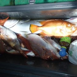 第二むつ漁丸 釣果