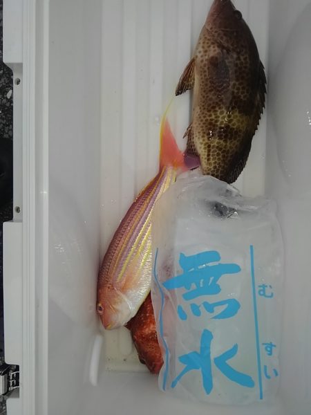 遊漁船 新鋭丸 釣果