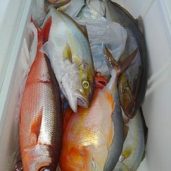 遊漁船 新鋭丸 釣果