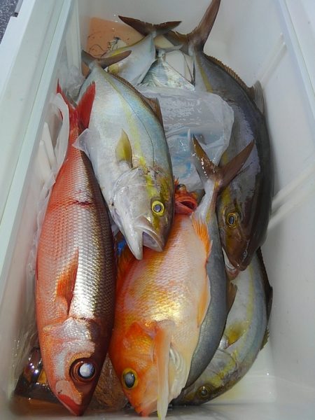 遊漁船 新鋭丸 釣果