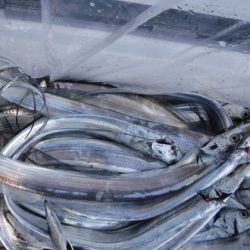 遊漁船 幸友丸 釣果