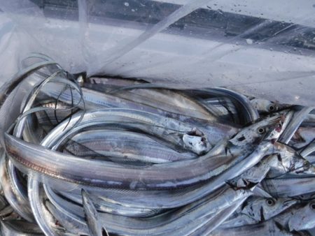 遊漁船 幸友丸 釣果