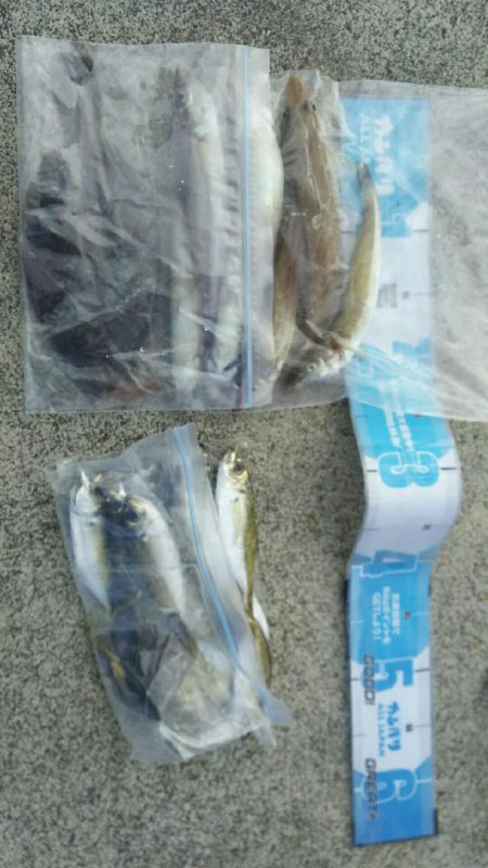 投げ釣りでキス、カレイ、サビキでアジ、サヨ…