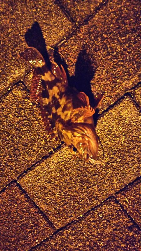 アジは何処へ…