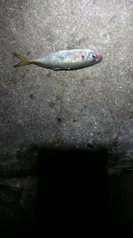 タチウオも少ない？