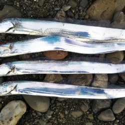 阿南市の那賀川河口でタチウオ