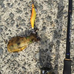 風の強い中の釣り