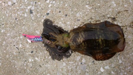 ちょこっとエギング