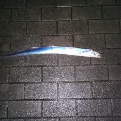 念願の初陸っぱりドラゴン❗