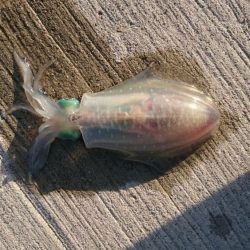 デイエギングスタート