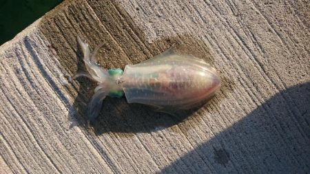 デイエギングスタート