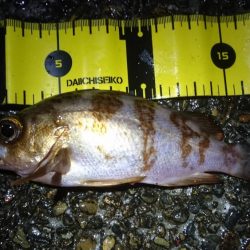 エギングからのメバリング