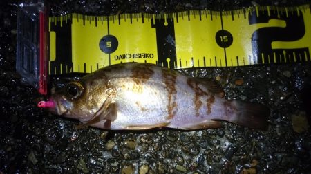 エギングからのメバリング