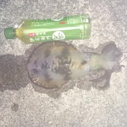 アオリイカ狙いで行ったのに何故か？