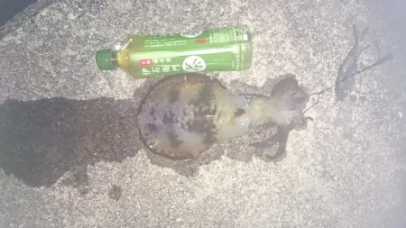 アオリイカ狙いで行ったのに何故か？