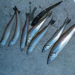 東二見白灯台波止へ落ちギス調査