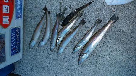 東二見白灯台波止へ落ちギス調査