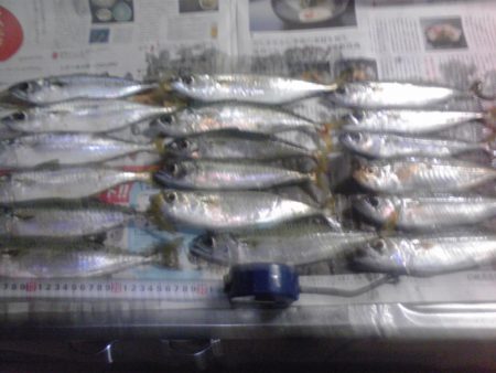 今日は大漁60匹！