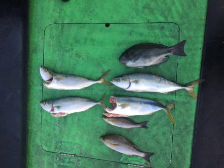 浜吉丸でいく小浦一文字10