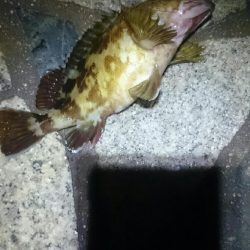 タチウオ少ない？