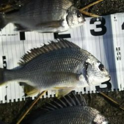 改めて早朝の部！