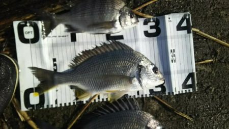 改めて早朝の部！