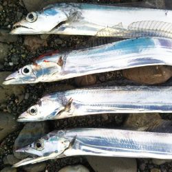 阿南市の那賀川河口でタチウオ