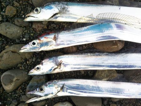 阿南市の那賀川河口でタチウオ