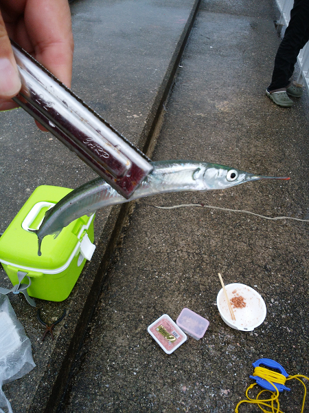 雨の中のサヨリ釣り