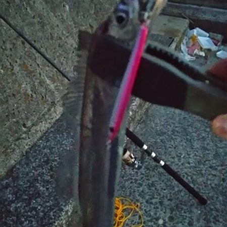 タチウオのつもりが