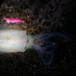 デイエギングスタート