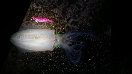 デイエギングスタート