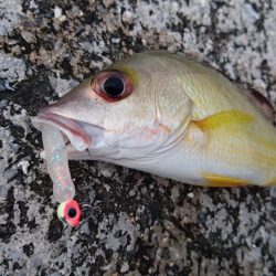 ライトタックルのワームでした