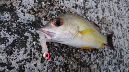 ライトタックルのワームでした