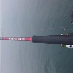 タチウオまだまだ釣れる