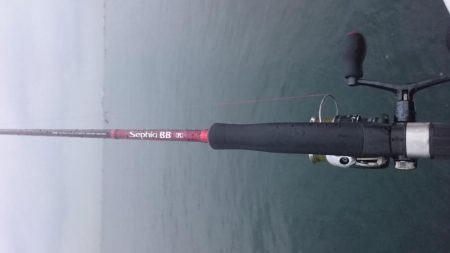 タチウオまだまだ釣れる