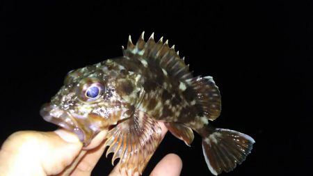 アジング終盤戦