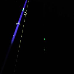 今日もタチウオ