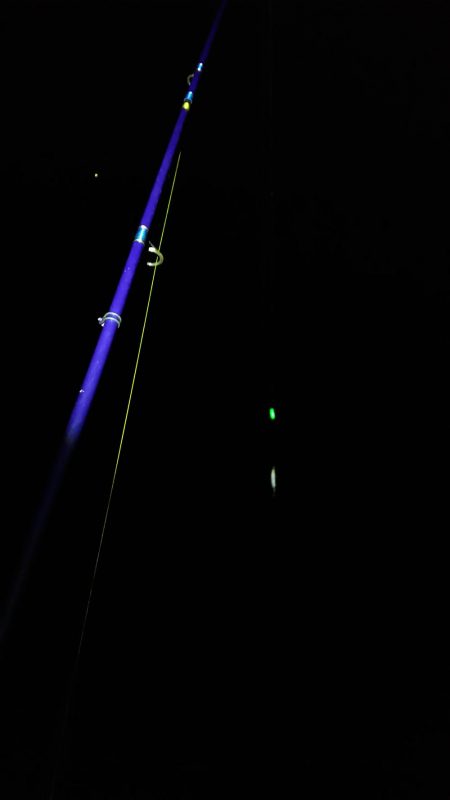 今日もタチウオ