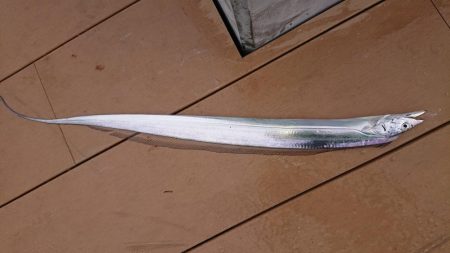 初めての太刀魚