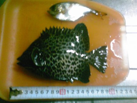 イシガキダイとサンノジハゲ