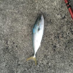 浜吉丸でいく小浦一文字10