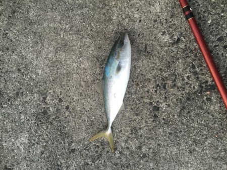 浜吉丸でいく小浦一文字10