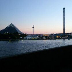 アジは何処へ…