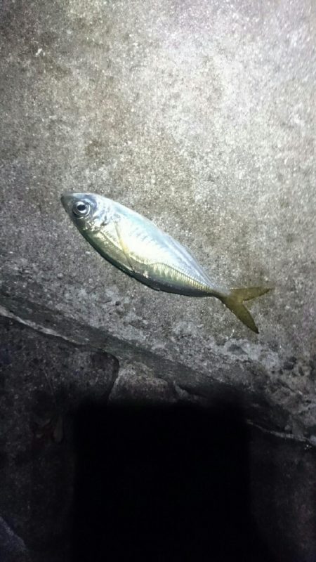 タチウオも少ない？