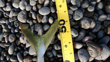 カツオのはずが・・・