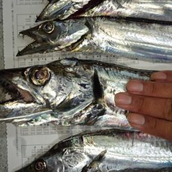 シーバス釣れず‼️