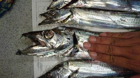 シーバス釣れず‼️